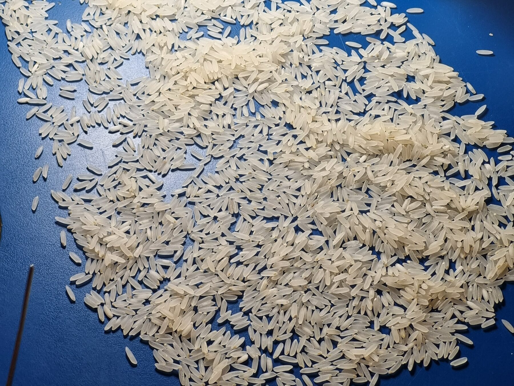 Amostra de arroz espalhada sobre a bancada de classificação da Grano Safe, ao lado de copos de amostras identificados